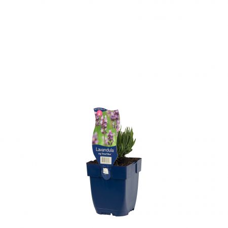 Lavandula angustifolia 'Dwarf Blue'