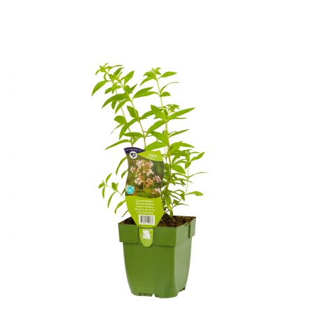 Lippia 'Citriodora'