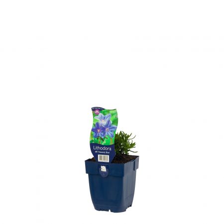 Lithodora diffusa 'Heav.Blue'