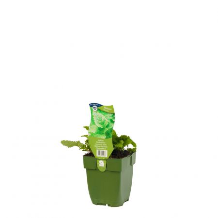 Melissa officinalis