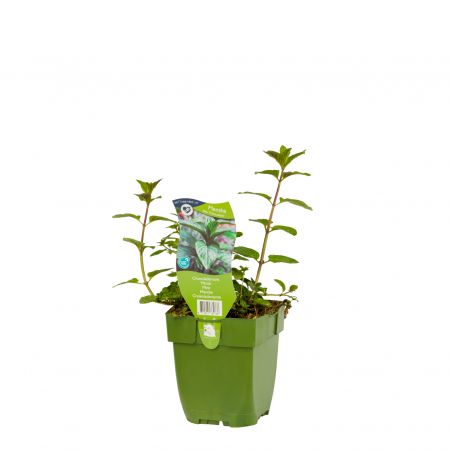 Mentha piperita 'Chocolate'