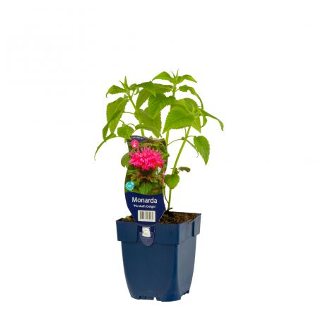 Kalebassenmuskat 'Marshall's Delight'