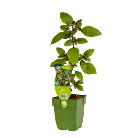 Ocimum basilicum 'Magic Mountain'