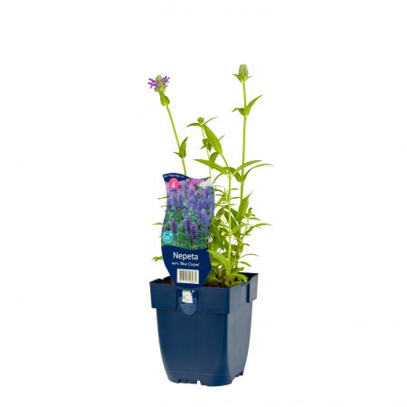 Kattenminze 'Blue Carpet'