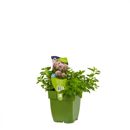 Origanum vulgare 'Compactum'