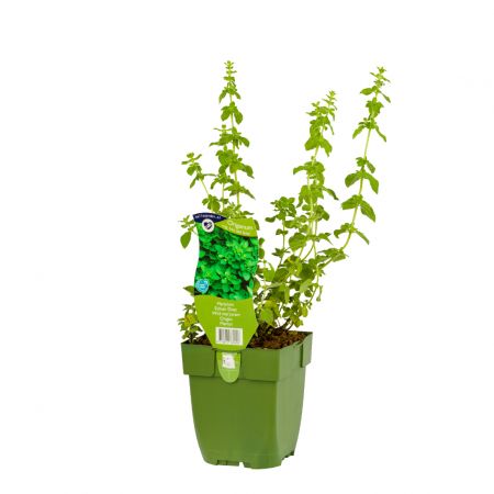 Origanum vulgare 'Hot and Spicy'