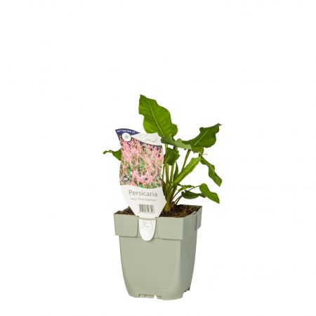 Kerzenknöterich 'Pink Elephant'