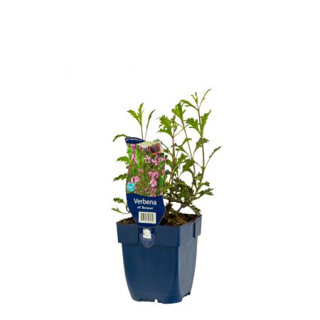 Echtes Eisenkraut 'Bampton'