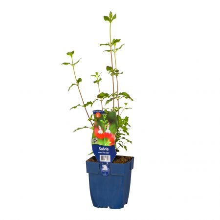 Blüten-Salbei 'Hot Lips'