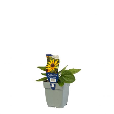 Gewöhnlicher Sonnenhut 'Little Goldstar'