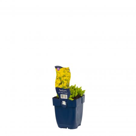 Fetthenne 'Yellow Queen'