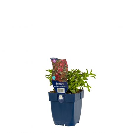 Fetthenne  'Spot On Deep Rose'