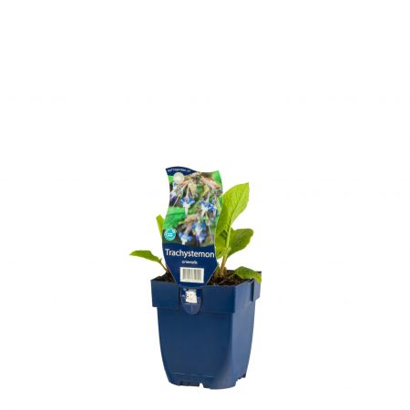 Trachystemon orientalis