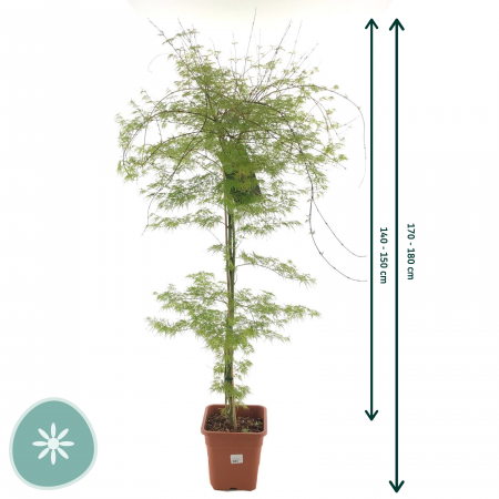 Japanische Ahorn 'Emerald Lace'