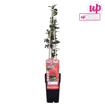 Feuerdorn 'Red Column'