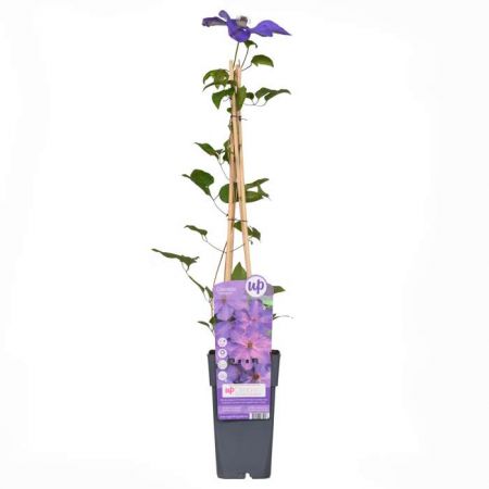 Grossblumige Waldrebe 'Elsa Spath'