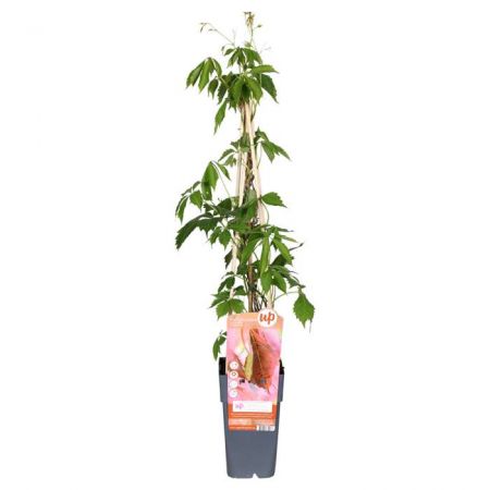 Wilder Wein 'Engelmannii'