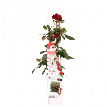 Kletterrose 'Crazy in Love Red'
