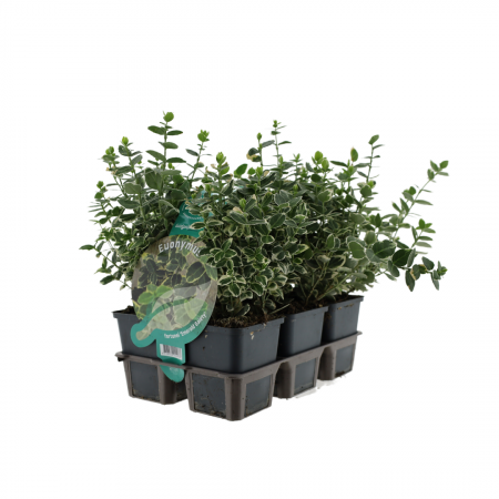 Japanische Spindelstrauch 'Emerald Gaiety'