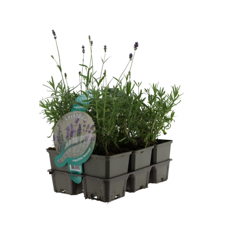 Lavendel Munstead