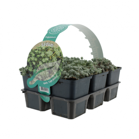 Sedum spath. 'Cape Blanco'