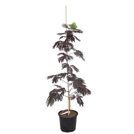 Seidenbaum 'Summer Chocolate'