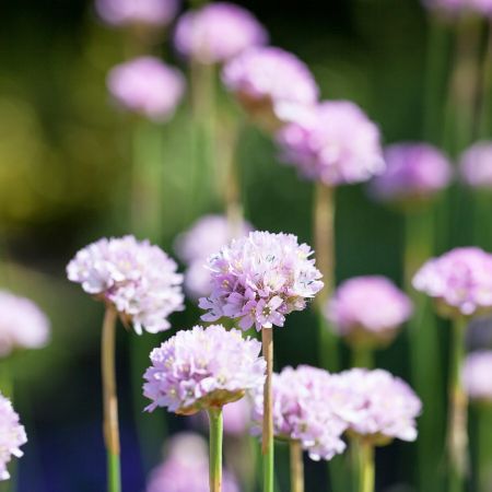 Grasnelke 'Ballerina Lilac'