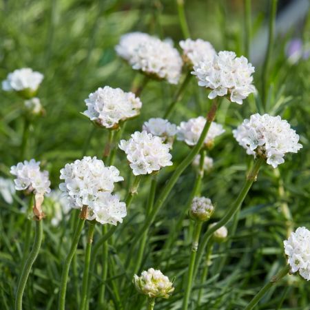 Grasnelke 'Ballerina White'