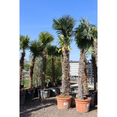 Chinesische Hanfpalme