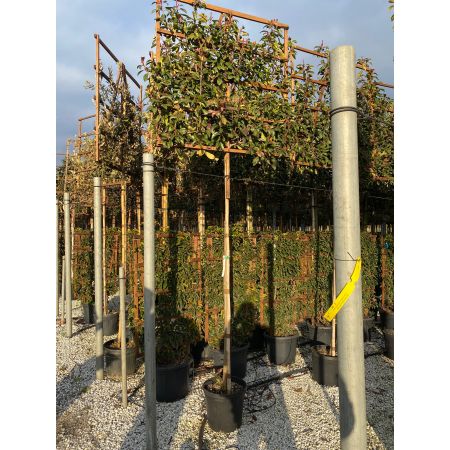 Glanzmispel 'Red Robin'