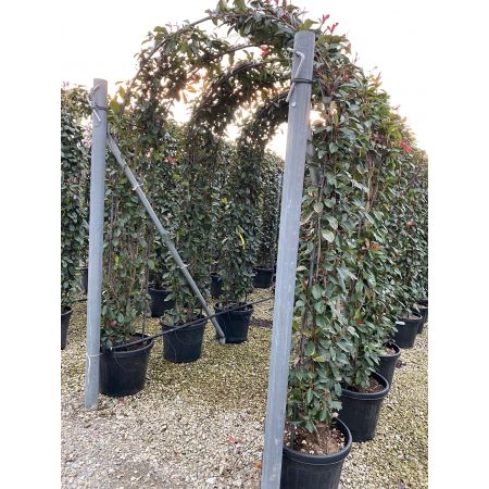 Glanzmispel 'Red Robin'