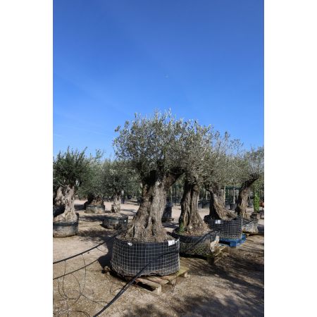 Olivenbaum