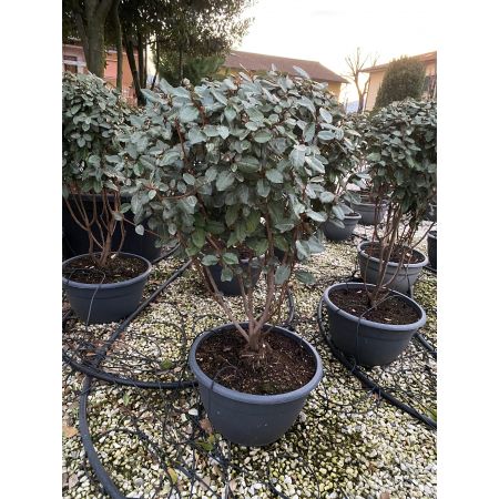 Ø?lweide 'Compacta'