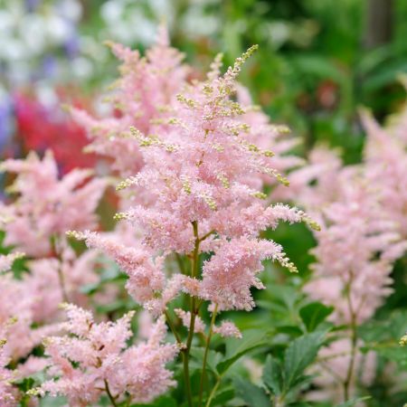Prachtspiere 'Europa'