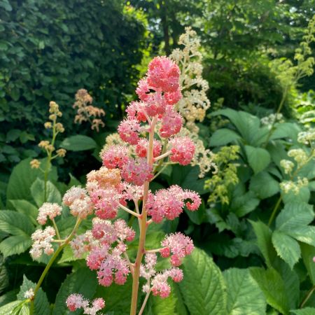 Prachtspiere 'Sprite'