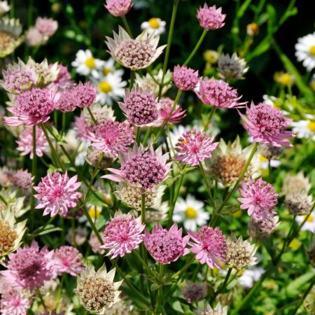 Sterndolde 'Primadonna'