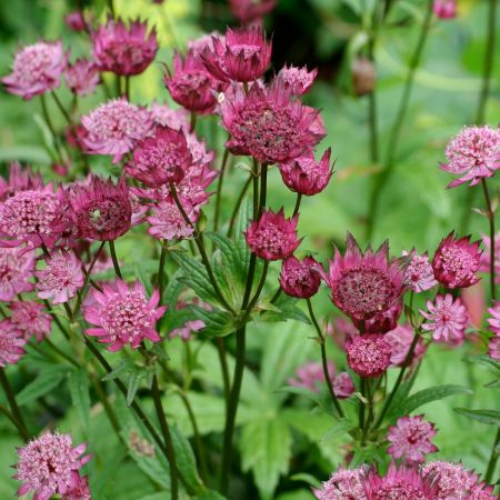 Sterndolde'Claret'