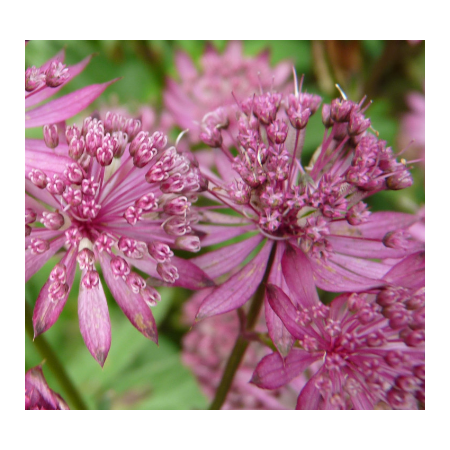 Stendolde 'Rosensinfonie'