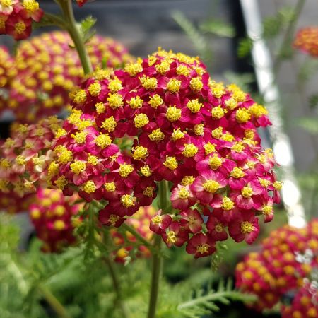 Schafgarbe 'Paprika'