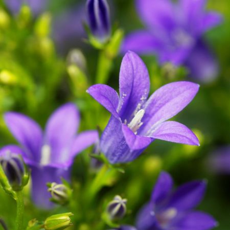 Dalmatiner Polster-Glockenblume
