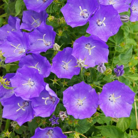 Karpaten-Glockenblume 'Blaue Clips'