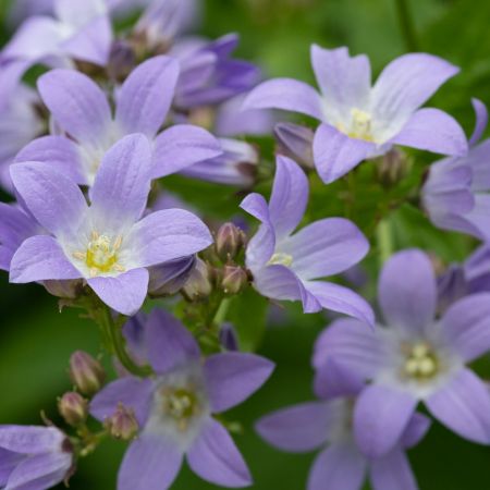 Glockenblume 'Prichard's Variety'