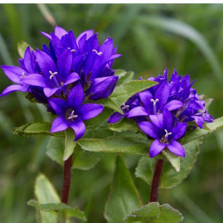 Büschel Glockenblume