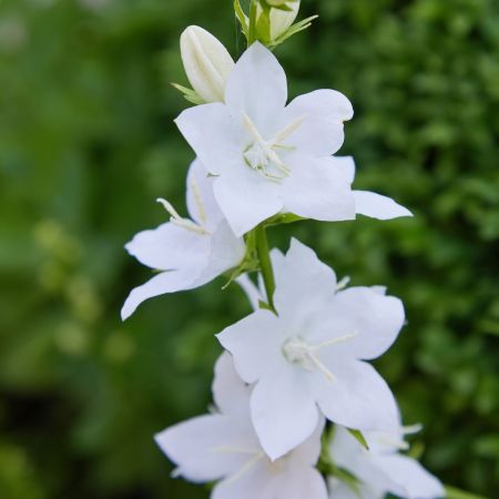 Pfirsichblättrige Glockenblume 'Alba'