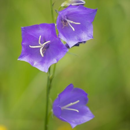 Pfirsichblättrige Glockenblume
