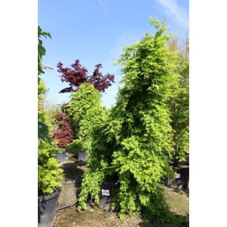 Grüner Hänge-Fächer-Ahorn 'Ryusen'
