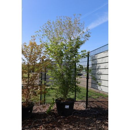 Chinesischer Blumen-Hartriegel 