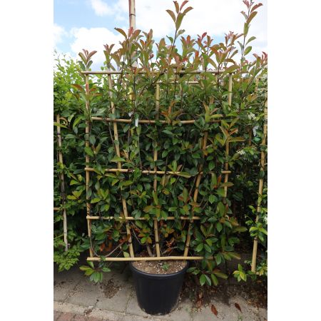 Fertighecken Glanzmispel  'Red Robin' 