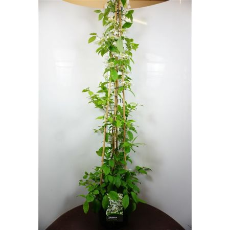 Japanischer Schneeball 'Kilimandjaro Sunrise'