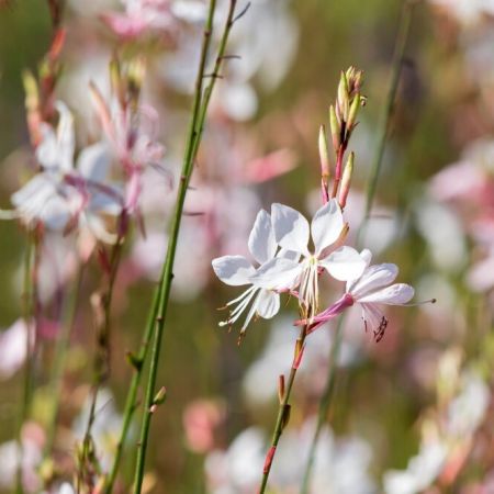Prachtkerze 'Whirling Butterflies'